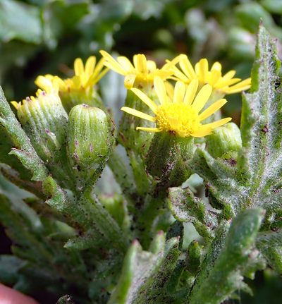 Senecio radiolatus, photographed by Peter de Lange