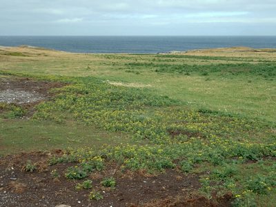 Senecio radiolatus, photographed by Peter de Lange