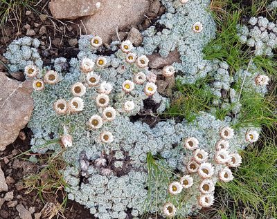 Helichrysum milfordiae, photographed by Suvarna Parbhoo Mohan