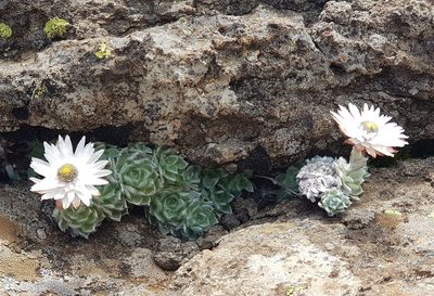 Helichrysum milfordiae, photographed by Suvarna Parbhoo Mohan