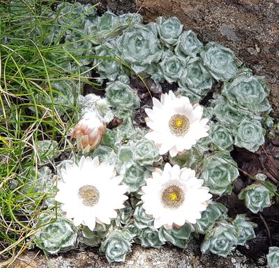 Helichrysum milfordiae, photographed by Suvarna Parbhoo Mohan