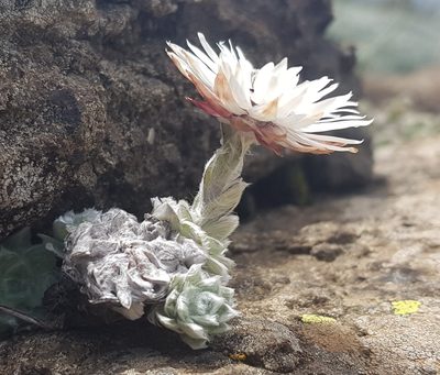 Helichrysum milfordiae, photographed by Suvarna Parbhoo Mohan