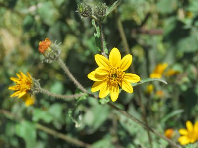 Simsia amplexicaulis, photographed by Alexis López Hernández