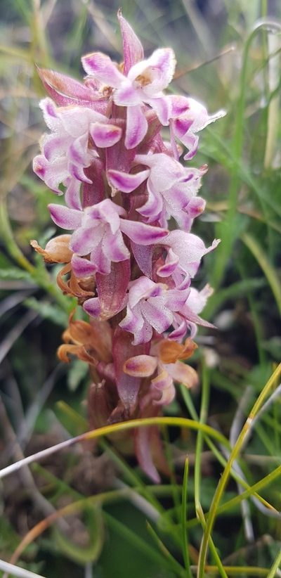 Satyrium neglectum, photographed by Suvarna Parbhoo Mohan