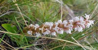 Satyrium neglectum, photographed by Suvarna Parbhoo Mohan