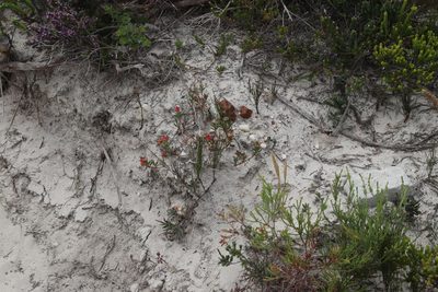 Lampranthus fergusoniae, photographed by Tony Rebelo