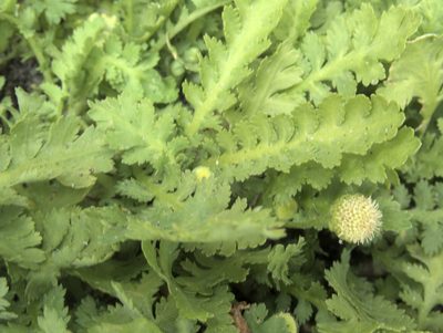 Leptinella potentillina, photographed by Paul Bell-Butler