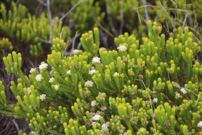 Agathosma collina, photographed by Tony Rebelo