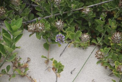 Psoralea bracteolata, photographed by Tony Rebelo