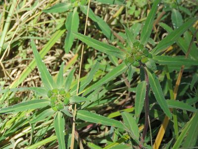 Euphorbia cuphosperma, photographed by Alexis López Hernández