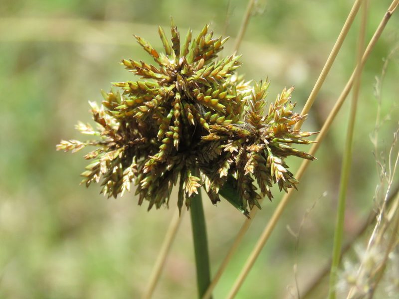 Cyperus manimae, photographed by Alexis López Hernández