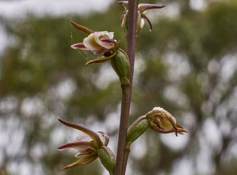Prasophyllum brevilabre, photographed by Brendan Costello