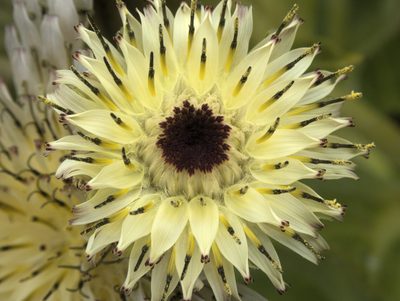 Sonchus grandifolius, photographed by Paul Bell-Butler