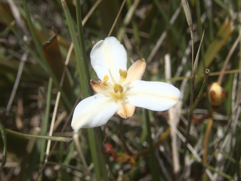 Libertia peregrinans, photographed by Paul Bell-Butler