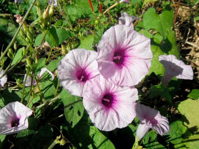 Ipomoea trifida, photographed by Carlos A. Padrón P.