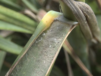 Austroderia turbaria, photographed by Paul Bell-Butler