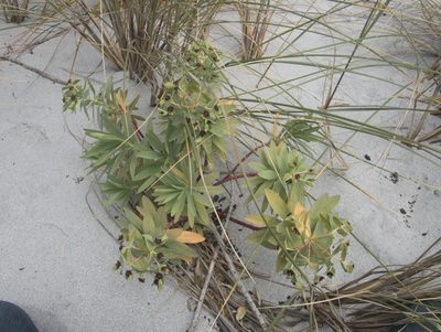 Euphorbia glauca, photographed by Paul Bell-Butler