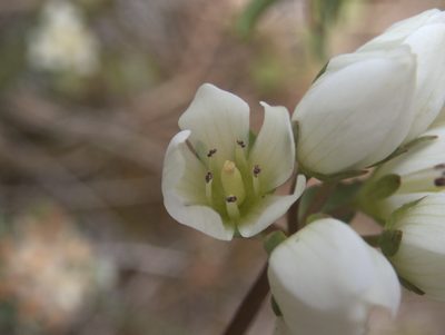 Gentianella chathamica, photographed by Paul Bell-Butler