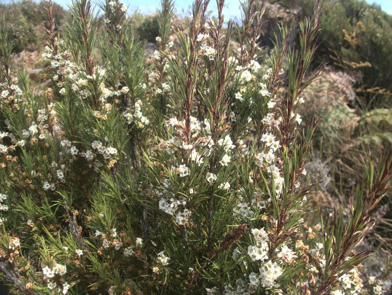 Dracophyllum scoparium, photographed by Paul Bell-Butler
