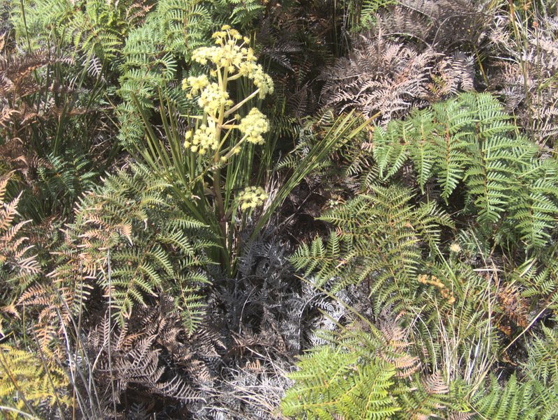 Aciphylla traversii, photographed by Paul Bell-Butler