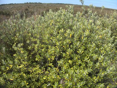 Corokia macrocarpa, photographed by Paul Bell-Butler