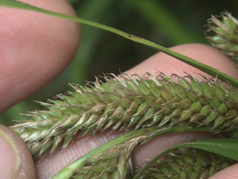 Carex ventosa, photographed by Paul Bell-Butler