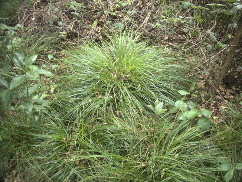 Carex auceps, photographed by Paul Bell-Butler
