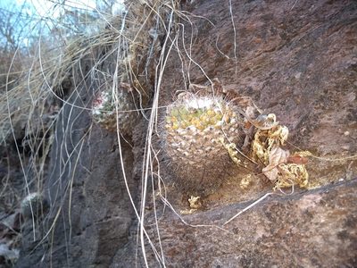 Mammillaria scrippsiana, photographed by Christian Franco