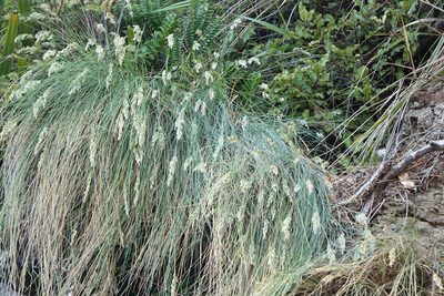 Poa astonii, photographed by John Barkla