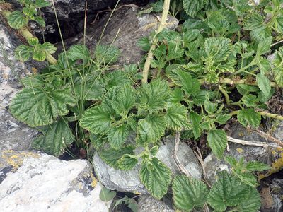 Urtica australis, photographed by Peter de Lange