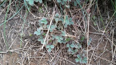 Acaena dumicola, photographed by naturewatchwidow