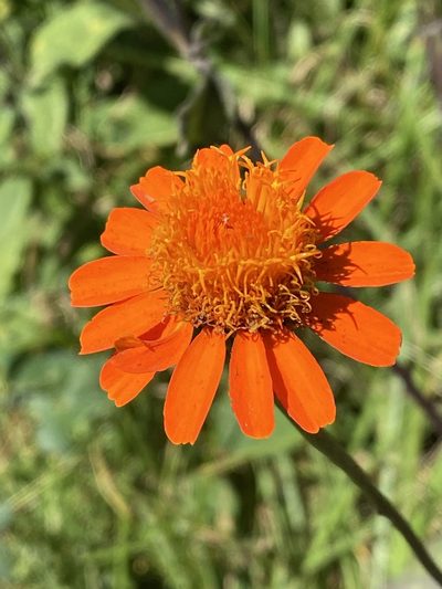 Comaclinium montanum, photographed by Grete Pasch