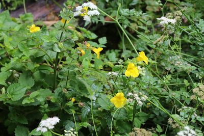 Erythranthe decora, photographed by Henggang Cui