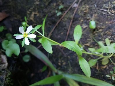 Sabatia calycina, photographed by Jody Shugart