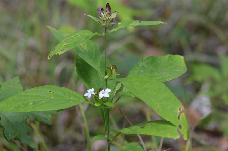 Yeatesia viridiflora, photographed by Jody Shugart