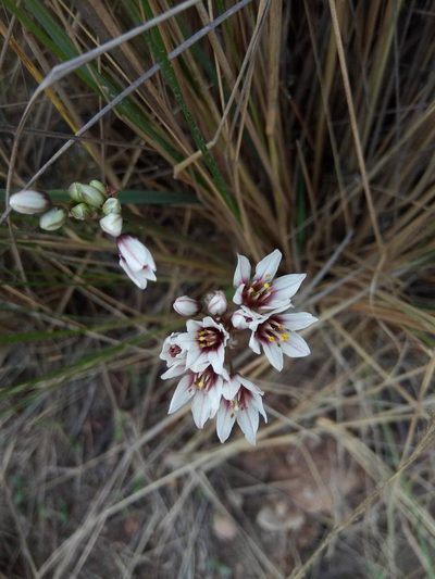 Nothoscordum andicola, photographed by Alfredo F. Fuentes Claros