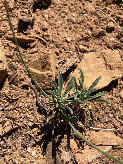 Boechera platysperma, photographed by Nina House