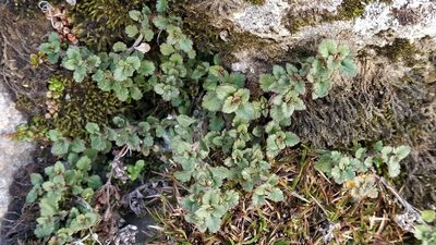 Veronica spathulata, photographed by Heidi Meudt