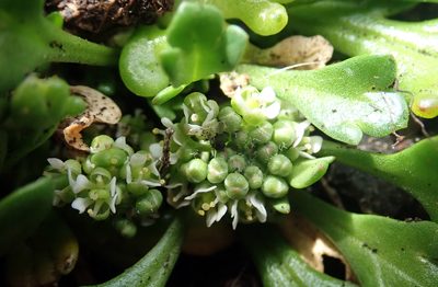 Lepidium flexicaule, photographed by Peter de Lange