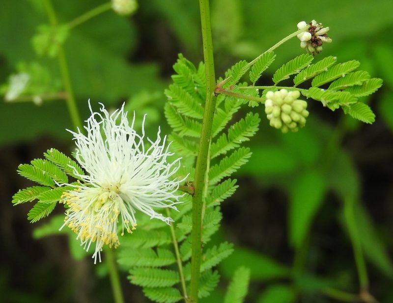 Desmanthus bicornutus, photographed by Francisco Farriols Sarabia