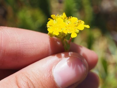 Potentilla lycopodioides, photographed by Nina House