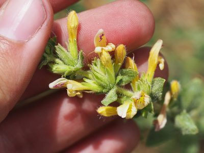 Keckiella rothrockii