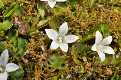 Wahlenbergia congesta, photographed by Pieter Pelser