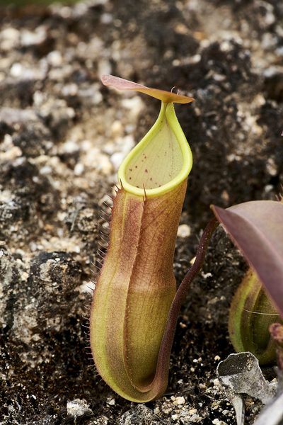 Nepenthes sanguinea, photographed by garywwilson