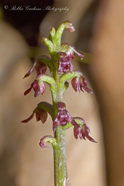 Genoplesium nudum, photographed by Robbie Graham