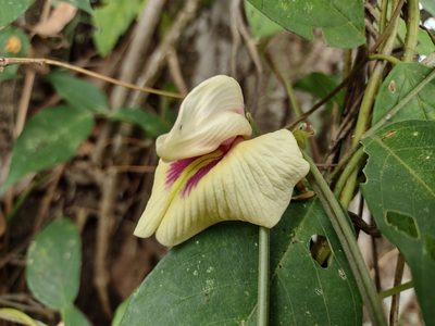 Centrosema macrocarpum, photographed by Alexis López Hernández
