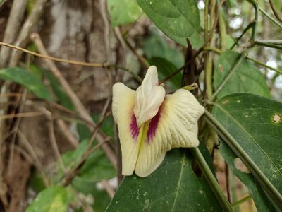 Centrosema macrocarpum, photographed by Alexis López Hernández