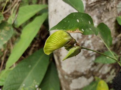 Centrosema macrocarpum, photographed by Alexis López Hernández