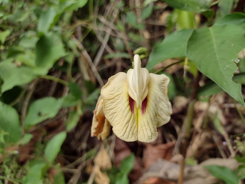 Centrosema macrocarpum, photographed by Alexis López Hernández
