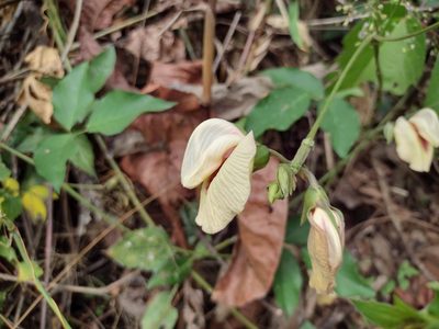 Centrosema macrocarpum, photographed by Alexis López Hernández